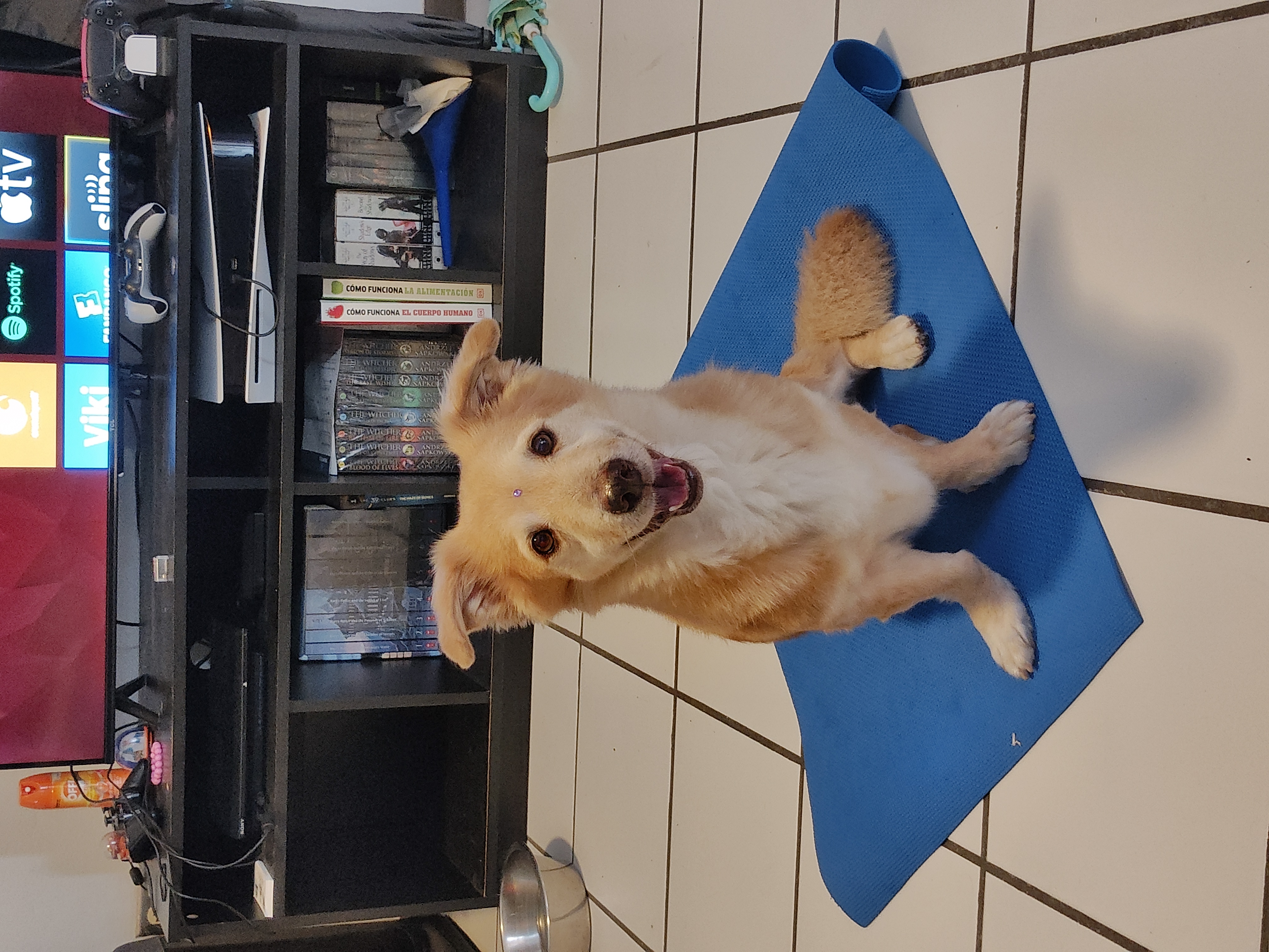 Happy dog training session